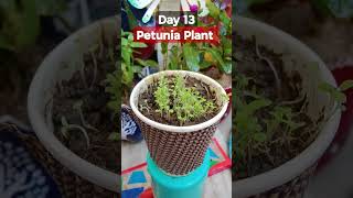 Grow Petunia From Seeds How to sow Petuniaपेटुनिया को बीज से लगाएPetunia Seeds Germination Day 13 [upl. by Atteloiv]