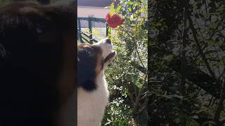 My dog gave me a rose dogvideos short bosanskitornjak [upl. by Oderfla303]