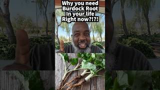 Why Do You Need Burdock Root In Your Life Right Now burdockroot wildroots healthbenefits [upl. by Kenzi]