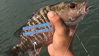 Fishing Corpus Christi Packery ChannelRedfishTroutMangrove snapper🐠 [upl. by Natehc]