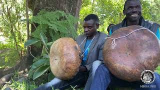 Mhofu yeMukono Mbira Group play Nhema musasa 2022 [upl. by Genaro376]