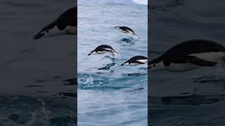 Chinstrap Penguins Antarctica [upl. by Schaumberger]