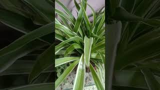 Spider plant planting inspiration smkgarden plants gardan [upl. by Simonette]