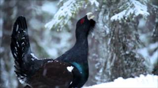 Photographing capercaillie from photo hides at Your Norwegian Nature [upl. by Mya]