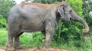 Muddy Playtime Elephants Chi Ole Enjoying Dust Spray [upl. by Alegna]