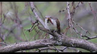 Yellowbilled cuckoo eating a Woolly Bear Caterpillar [upl. by Cirdek]