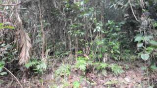 Laughingthrush Sound Satchari National Park Habiganj Bangladesh [upl. by Niwhsa646]