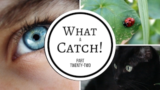 What a Catch  Part 22 A Miraculous Ladybug Fanfiction [upl. by Fryd]