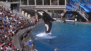 Famous SeaWorld orca Tilikum dies [upl. by Kruter]