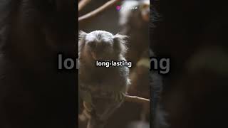 Pygmy Marmoset facts animallover trending shorts animals feed monkey fyp viralvideo [upl. by Kcirded398]