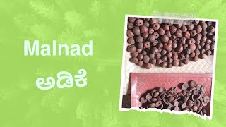 𝗠𝗮𝗹𝗻𝗮𝗱 ಅಡಿಕೆ  The most famous betel nut in India  Shivmogga Betel nut  malnad betelnut nut [upl. by Marka]