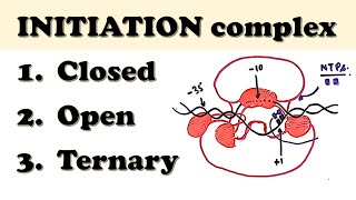 Prokaryotic Transcription INITIATION  How do sigma factor amp RNA polymerase initiate transcription [upl. by Airdnna191]