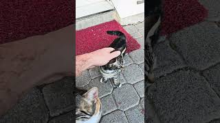 Bodega mama cat and her kittens wanted some love [upl. by Ful698]