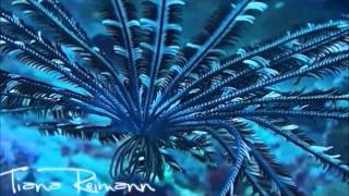 RARE FEATHER STAR SWIMMING [upl. by Odlonyer]