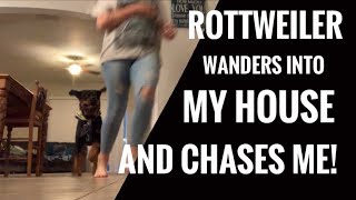 A 100LB ROTTWEILER WANDERED INTO MY HOUSE SCARY W11 [upl. by Nims315]