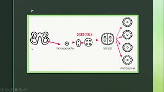 Gametogénesis vegetal Microesporogenesis y Macroesporogenesis [upl. by Mencher]