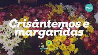 Crisântemos e Margaridas 120 [upl. by Terza]