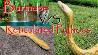 🐍Differences Between Burmese and Reticulated Pythons🐍 [upl. by Rahel]