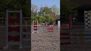 Winning 70cm short shorts showjumping palomino pony jumping horse cute love fast winner [upl. by Assillam]