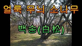 얼룩무늬 소나무 백송 白松 White pine tree [upl. by Angela]