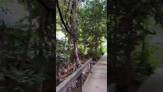 Daintree EcoLodge Australia [upl. by Akenihs]