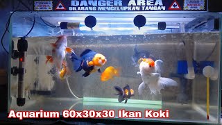 SETUP AQUARIUM 60X30X30 IKAN KOKI SEDERHANA [upl. by Hussar]