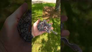 GREY Ball Pythons Black Axanthic Hypo Combos animals ballpython reptiles snake morphs [upl. by Hibbert]