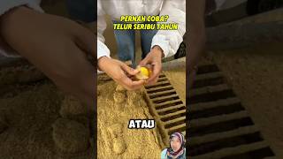 Pengawetan Telur Mentah bisa langsung di makan pitan telur pitan emas centuryegg china [upl. by Mik]