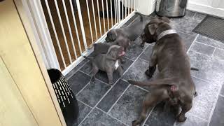 Blue Staffordshire Bull Terrier Puppy Play Fighting With Mum [upl. by Irbmac83]