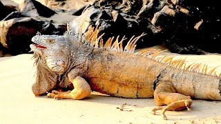 WORLDS BIGGEST IGUANA SPECIES [upl. by Stasny430]