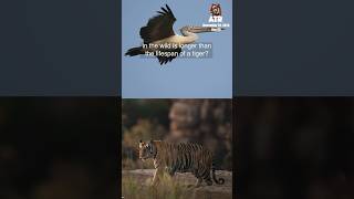 Did you know a Pelican lives longer than Tiger ATR DAY 84 atrwithaarzoo dailyvlogs wildlife [upl. by Eugenius]