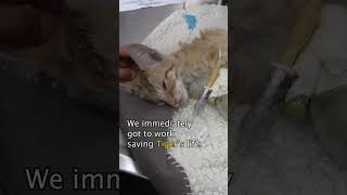 Injured homeless kitten makes an incredible recovery cat cats [upl. by Ogram753]