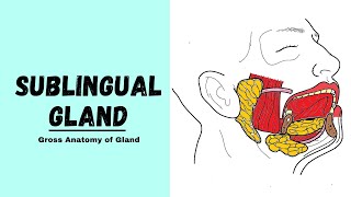 Salivary Gland Tumors Salivary gland cancers and benign tumors [upl. by Kwan]