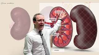 Homeostasis Kidneys 1  anatomy  A Level Biology [upl. by Yerocal845]