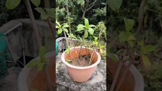 Allamanda plant grow with cuttings plantgrowingtips viral shorts plantcare [upl. by Star]