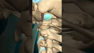 Rectus capitus lateralis muscle action Atlantooccipital jointLateral flexion muscle anatomy [upl. by Marney]