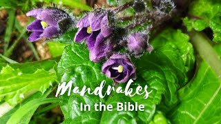 Mandrakes in the Bible a Jewish Take [upl. by Ciryl943]