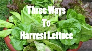 Three Ways To Harvest LettuceGardening Basics [upl. by Sawyor859]