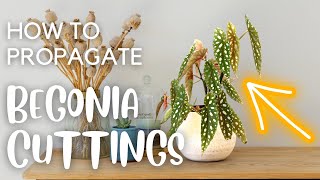 Different Ways to Propagate Begonias  Leaf and Stem Cuttings [upl. by Ixel]