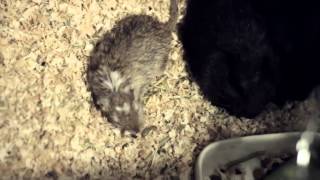 Can Gerbils live with other animals [upl. by Anij]