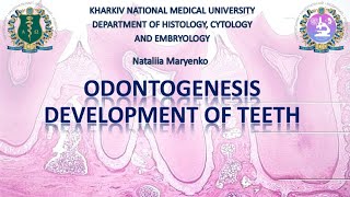 Odontogenesis development of teeth [upl. by Sirovaj130]