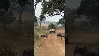 Waiting for the wildebeests cross the road  tanzania wildlife travel safari wildebeests [upl. by Anelis]