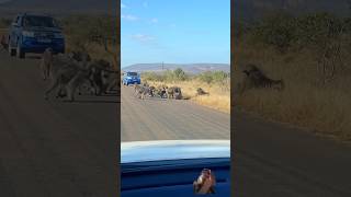 Leopard has allbaboons fight 😅😍leopardmonkeyshorts fightingbaboonsternding viralviralvideo [upl. by Odnumyer21]