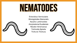 Nematodes INTESTINAL parasites [upl. by Etteraj]