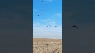 Field Pintails duckhunting bird duck waterfowl [upl. by Hester]