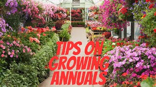 The BEST Way to Plant Annuals in the Ground  A Step By Step Guide [upl. by Devad]