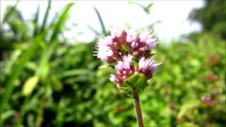 Oregano Origanum vulgare  20130823 [upl. by Cooke]