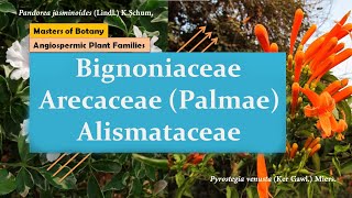 Bignoniaceae Arecaceae Palmae amp Alismataceae  Angiospermic Plant Families [upl. by Dorelle97]