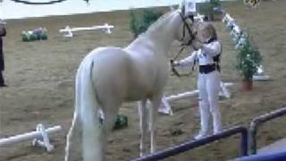 The Alchemist xx  Cremello Thoroughbred stallion [upl. by Attayek396]