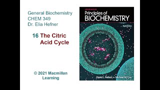 Chapter 16  The Citric Acid Cycle [upl. by Wilhide]